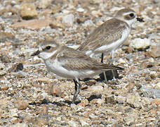 Tibetan Sand Plover