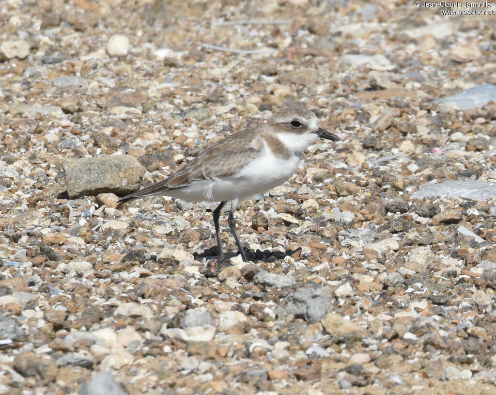 Tibetan Sand Plover