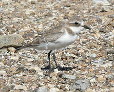 Tibetan Sand Plover