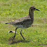 Pacific Golden Plover