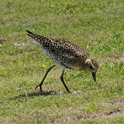 Pacific Golden Plover