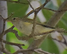 Arctic Warbler