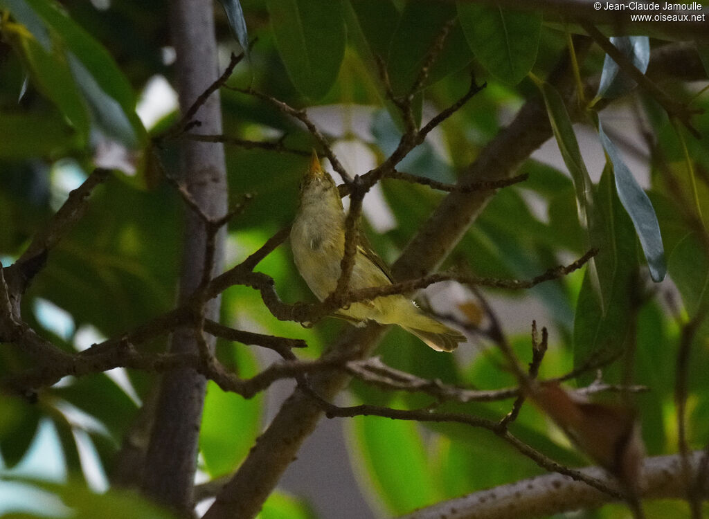 Arctic Warbler