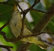 Arctic Warbler