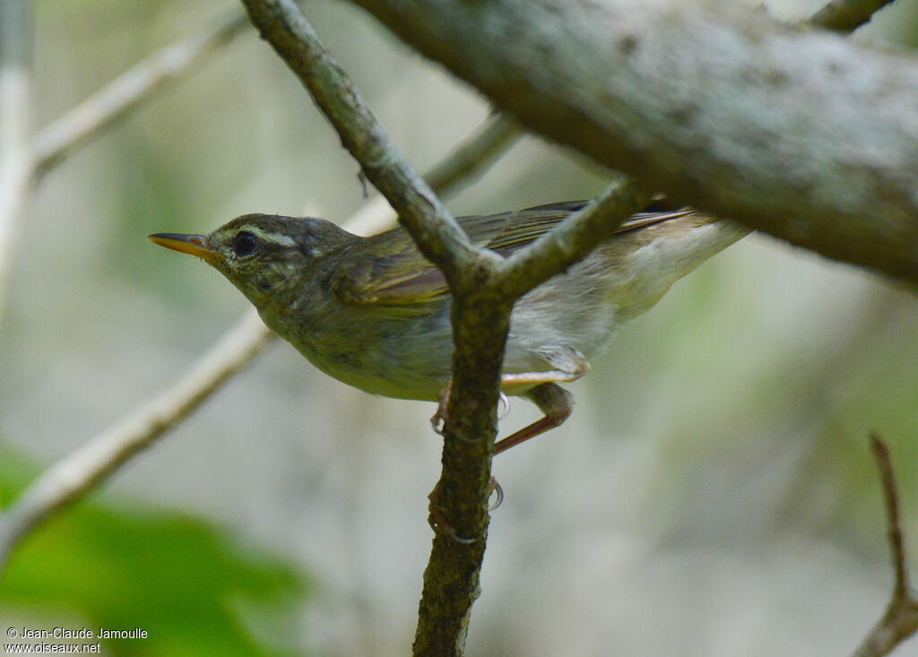 Pouillot de Temminck, identification