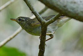 Eastern Crowned Warbler