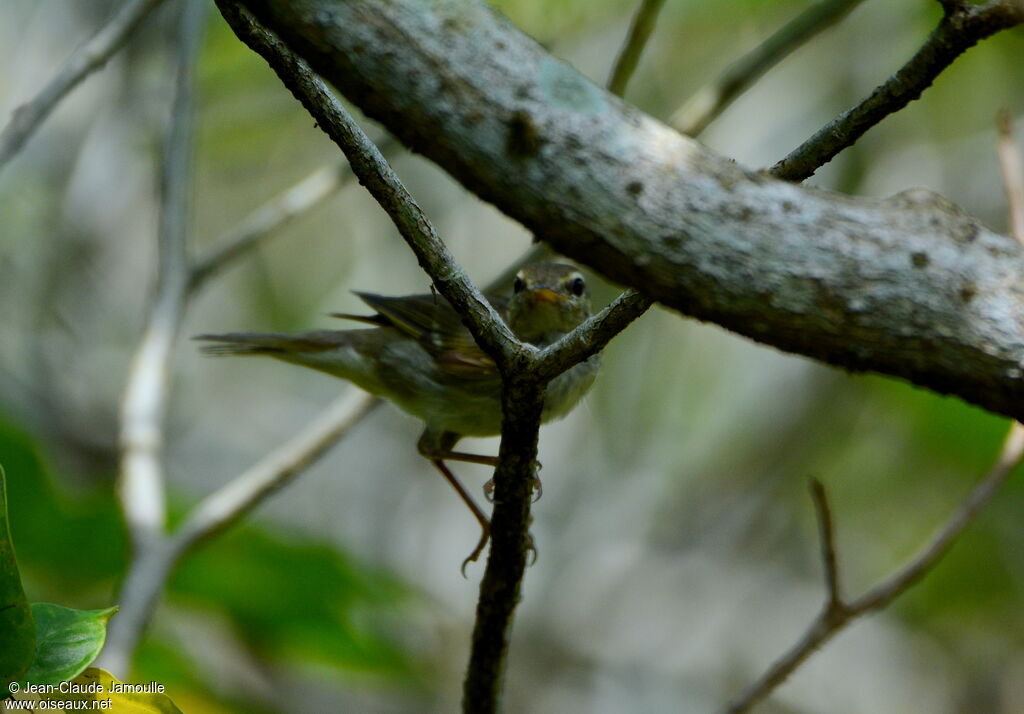 Eastern Crowned Warbler