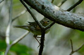 Eastern Crowned Warbler