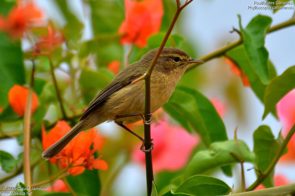 Pouillot des Canaries, identification