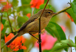 Canary Islands Chiffchaff