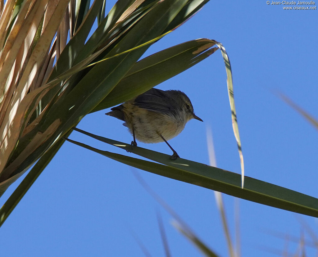 Pouillot des Canaries