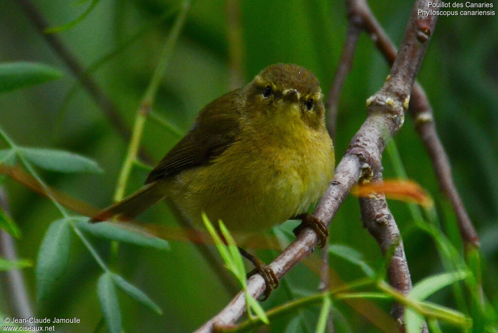 Canary Islands Chiffchaff, Behaviour