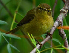 Canary Islands Chiffchaff