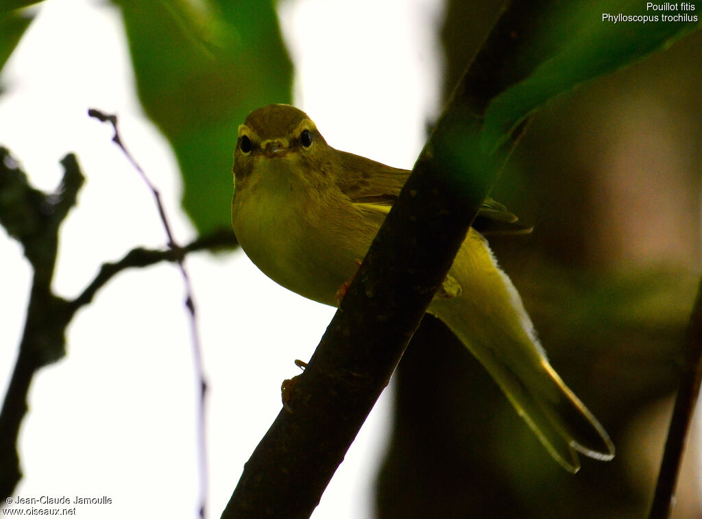 Willow Warbler, Behaviour