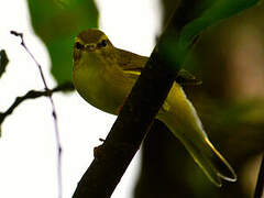 Willow Warbler