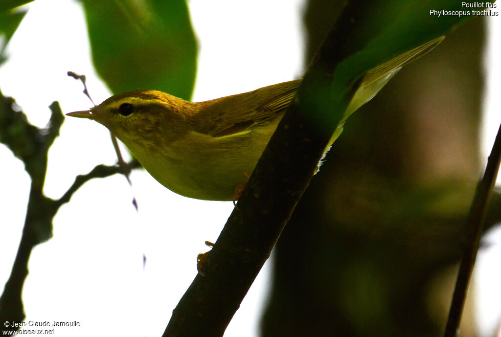 Willow Warbler, Behaviour