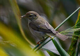 Willow Warbler