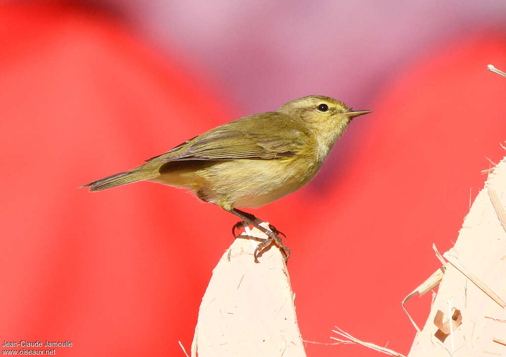 Pouillot ibérique1ère année, identification