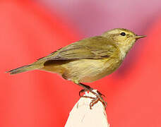 Iberian Chiffchaff