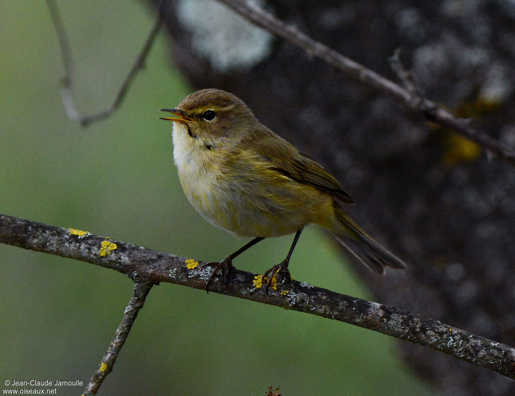 Common Chiffchaff