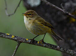 Common Chiffchaff