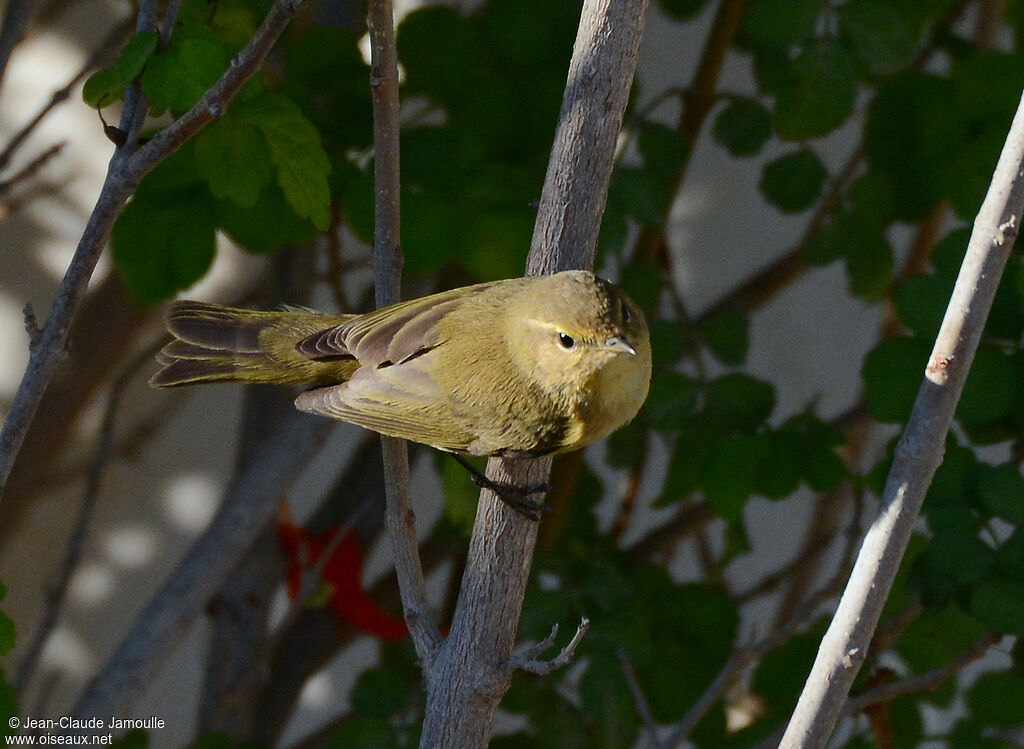 Common Chiffchaff