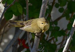 Common Chiffchaff