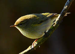 Common Chiffchaff