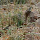 Prinia délicate