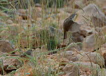 Prinia délicate