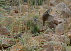 Delicate Prinia