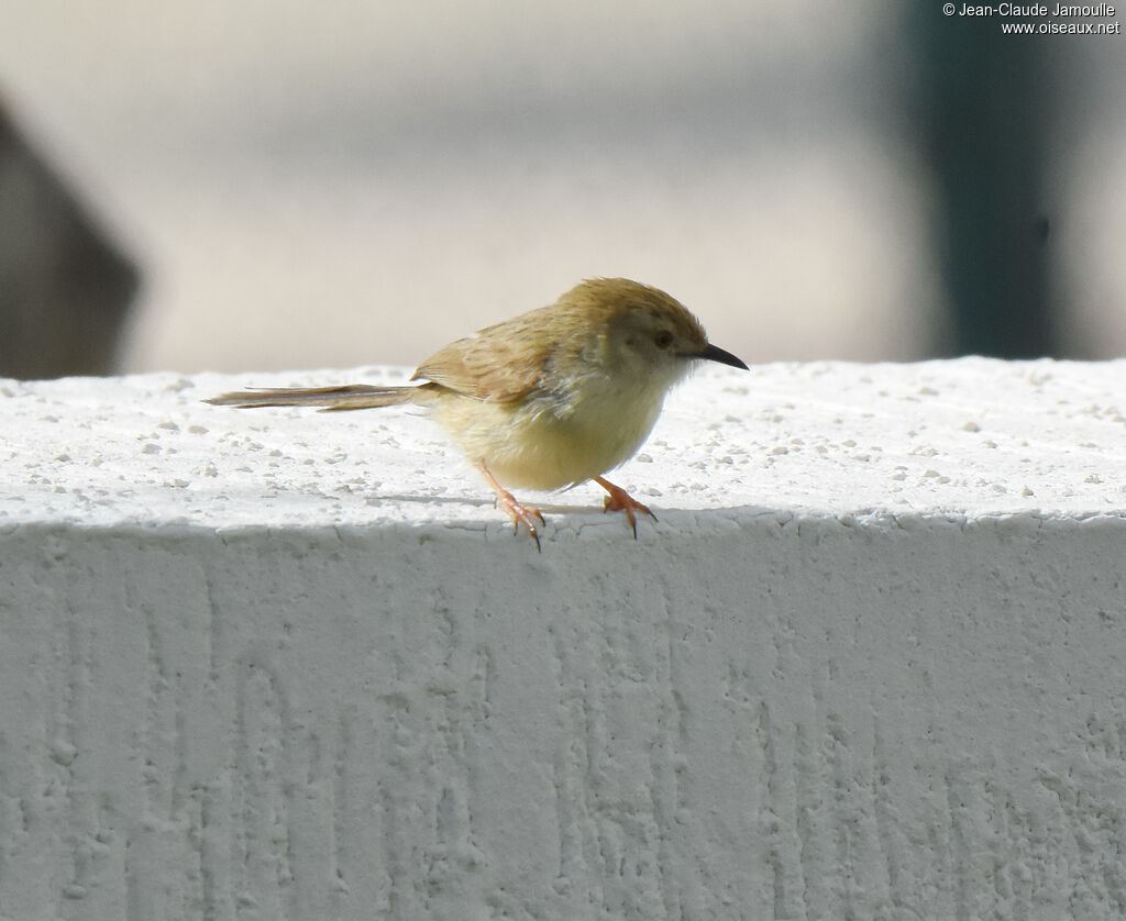 Delicate Prinia