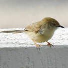 Prinia délicate