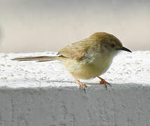 Prinia délicate