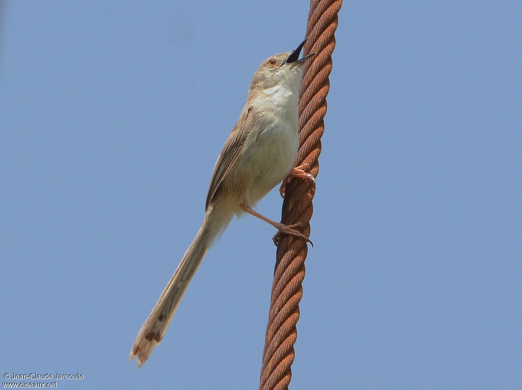 Prinia délicate, chant