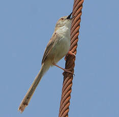 Prinia délicate