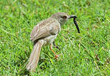 Prinia délicate