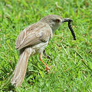Prinia délicate