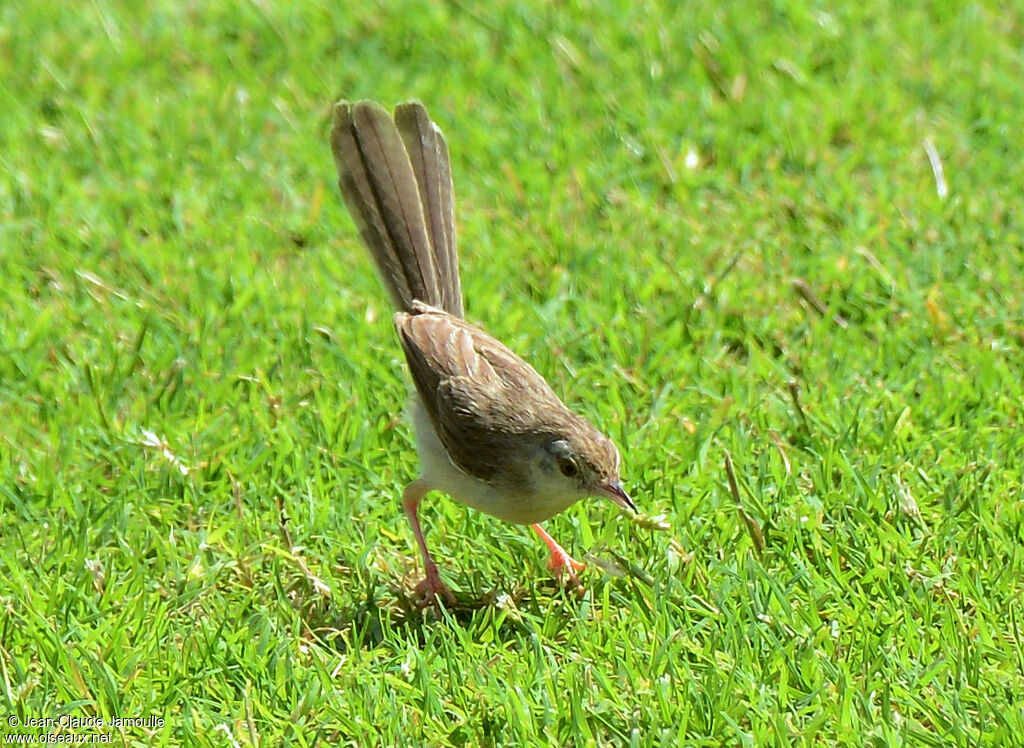 Prinia délicate, régime, Comportement