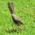 Prinia délicate