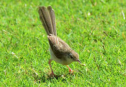 Prinia délicate