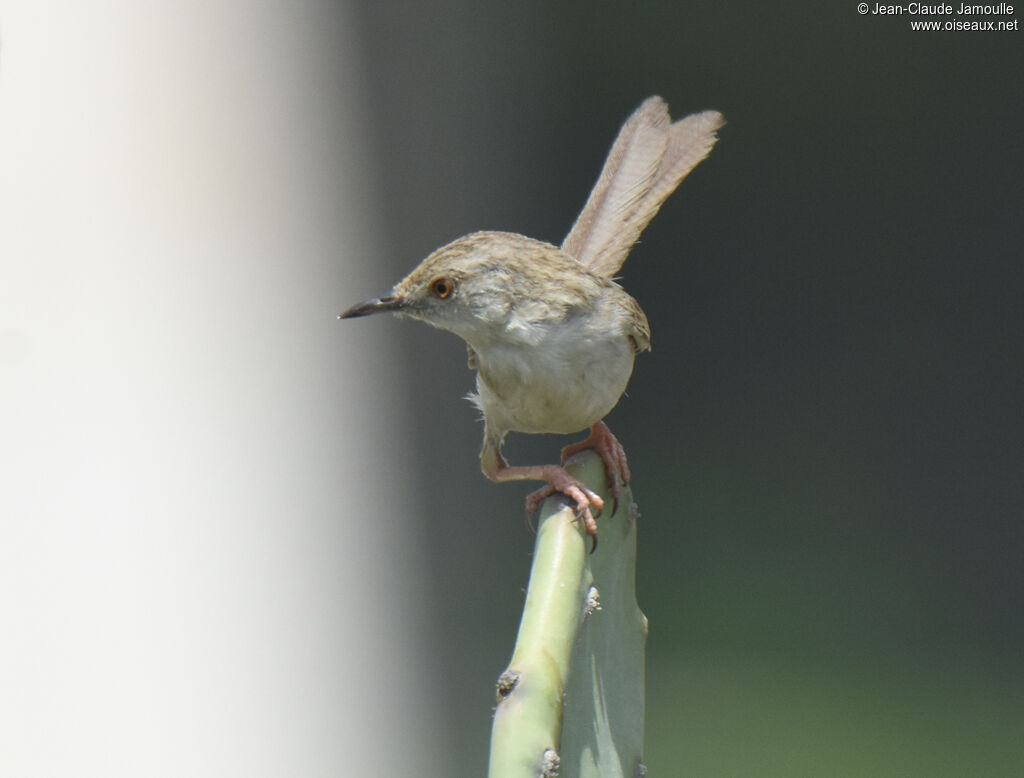 Delicate Prinia