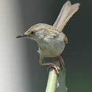 Prinia délicate