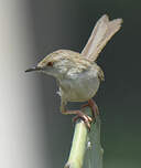 Prinia délicate