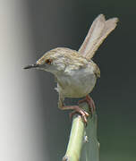 Delicate Prinia