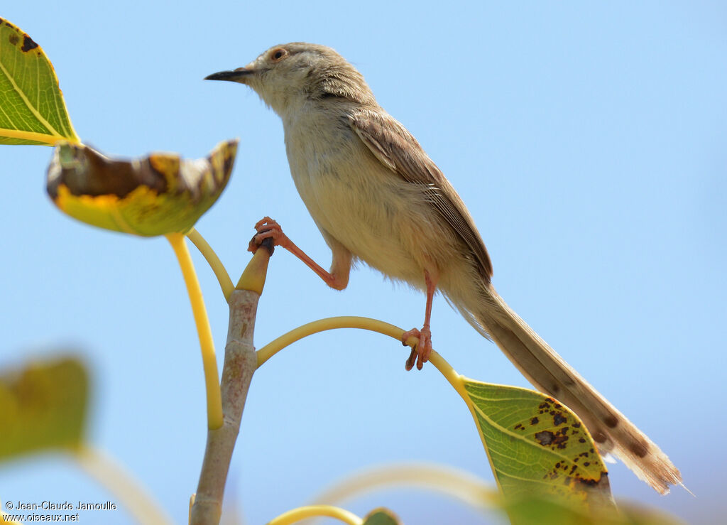 Prinia délicate mâle, Comportement