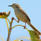Prinia délicate