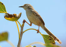 Prinia délicate