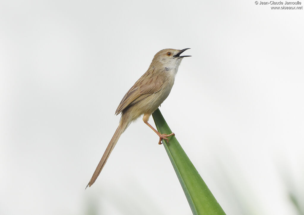 Prinia délicateadulte, chant