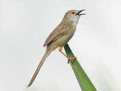 Delicate Prinia